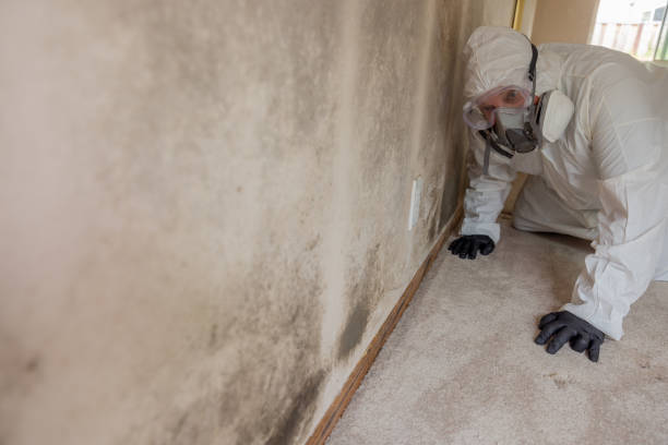 Asbestos and Lead Testing During Mold Inspection in Western Lake, TX